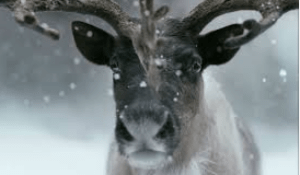 Screen Shot 2015-11-27 at 9.59.30 PM